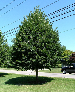    
         Tilia cordata  Greenspire